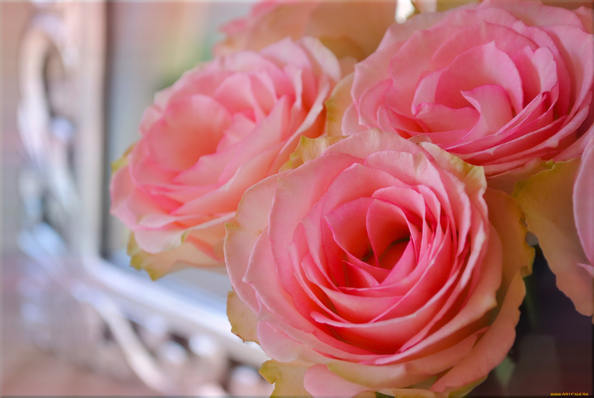 Бледный желто розовый. Розы персикового цвета. Нежные розы.